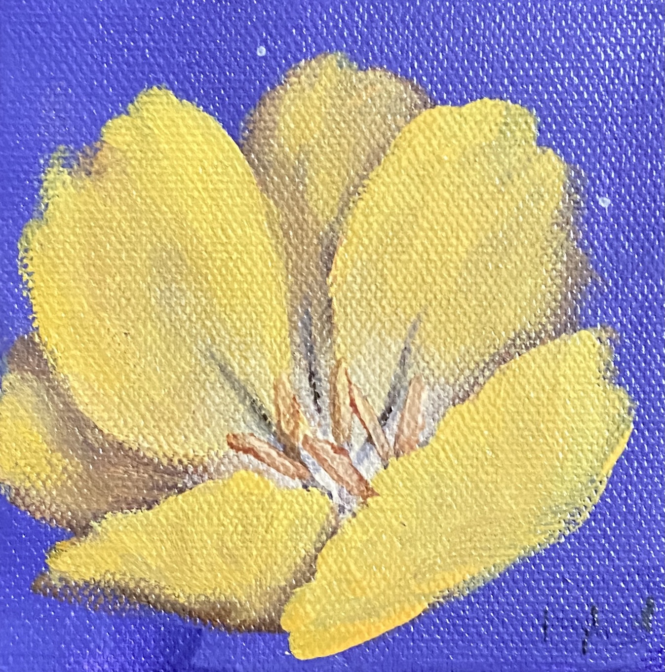 Sunshine Tulip 4×4
