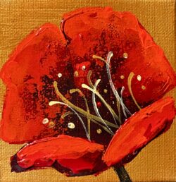 Golden poppy 4x4