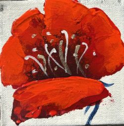 Winter poppy1 4x4
