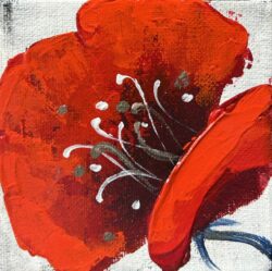 Winter poppy4  4x4