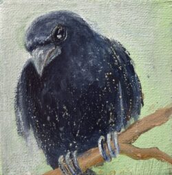 Side Eye - little crow 4x4
