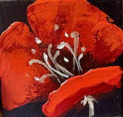 Midnight poppy1 4x4