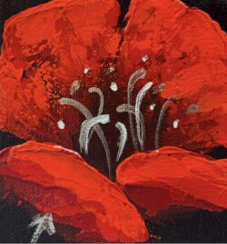 Midnight poppy3 4x4
